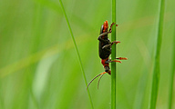 Soldier Beetle (Cantharis obscura)